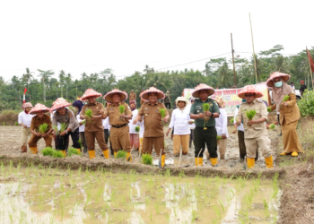 Pj Bupati Aceh Tamiang Gerakan Tanam Padi Serentak Untuk Ketahanan Pangan. (Foto/Dokumen.