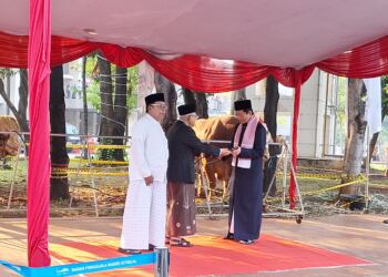 Wapres) Ma'ruf Amin menyerahkan sapi kurban dari Presiden Joko Widodo. (Foto/Dokumentasi).