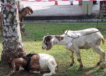 Kambing untuk kurban Hari Raya Idul Adha (foto/net)