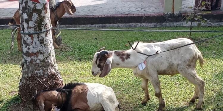 Kambing untuk kurban Hari Raya Idul Adha (foto/net)