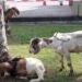 Kambing untuk kurban Hari Raya Idul Adha (foto/net)