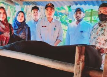 Tim Setneg beserta pihak terkait mengecek kesehatan sapi kurban Presiden Jokowi (foto/net)