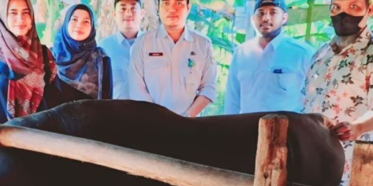 Tim Setneg beserta pihak terkait mengecek kesehatan sapi kurban Presiden Jokowi (foto/net)