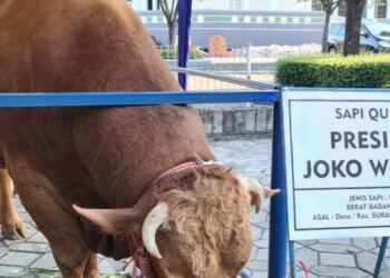 Sapi Kurban Presiden Jokowi (foto/net)