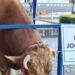 Sapi Kurban Presiden Jokowi (foto/net)
