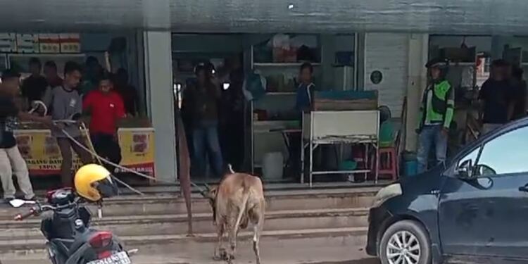Sapi mengamuk di Kopitiam Pasir Putih Batam Center (foto/net)
