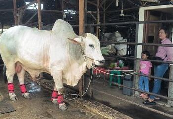 Sapi asal Binjai yang dibeli Presiden Jokowi (foto/net)