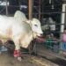 Sapi asal Binjai yang dibeli Presiden Jokowi (foto/net)