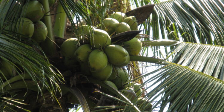 Kelapa dilarang di pesawat(foto/net)