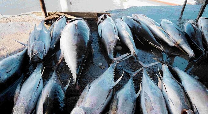 Ilustrasi Ikan Tuna (foto/net)
