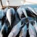 Ilustrasi Ikan Tuna (foto/net)