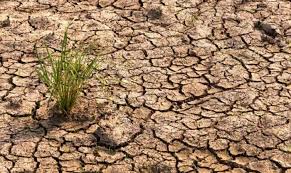 Ilustrasi Sawah Kering (foto/net)