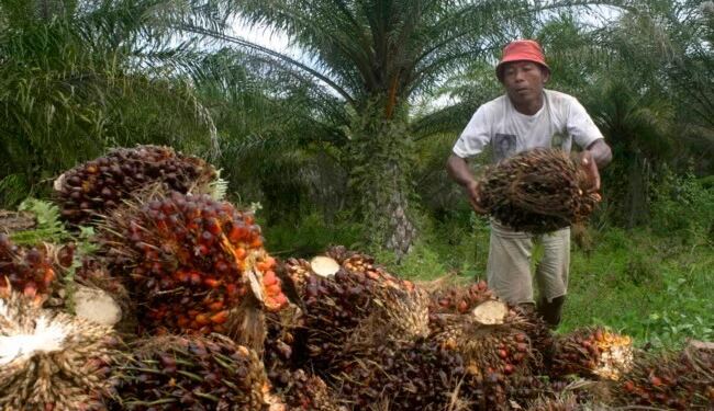 Perkebunan Kelapa Sawit (foto/net)