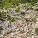 Ribuan Ikan Mati di Sungai Babatan, OKI (foto/net)