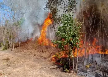 Kebakaran Hutan dan Lahan. (Foto/Doc)