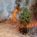 Kebakaran Hutan dan Lahan. (Foto/Doc)