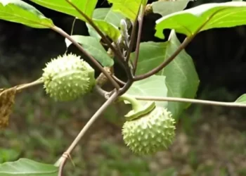 Buah Kecubung. (foto/net)