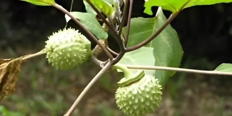 Buah Kecubung. (foto/net)