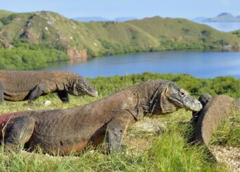 Komodo dikenal sebagai hewan endemik di Indonesia. (Foto/Net)
