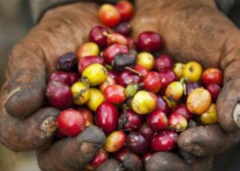 Kopi Gayo. (Foto/Net)