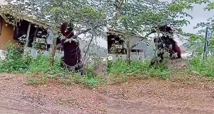 Gambar Layar dari Video Viral Orang Utan Setinggi Rumah Berkeliaran di Pemukiman Warga. (foto/doc)