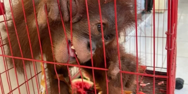 Orang utan yang diamankan dari tangan ketiga pelaku. (Foto/Net)