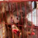 Orang utan yang diamankan dari tangan ketiga pelaku. (Foto/Net)