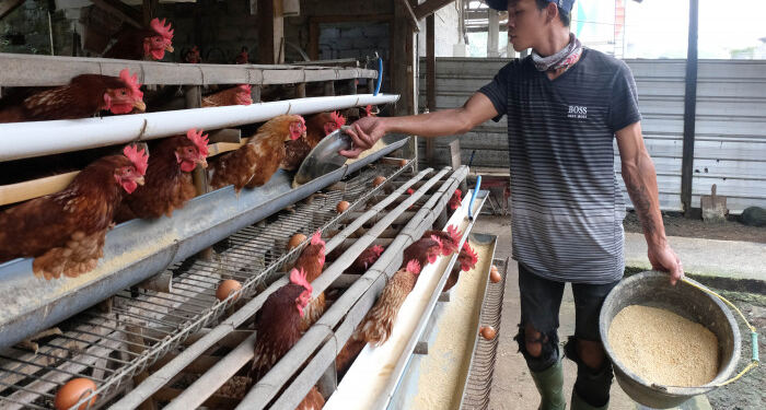 Sulitnya Peternak Ayam Saat Ini (foto/net)