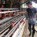 Sulitnya Peternak Ayam Saat Ini (foto/net)