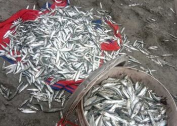 warga berhasil mengumpulkan ikan tamban yang terdampar di pantai Bengkulu. (foto/net)