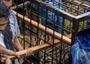 Harimau Sumatera yang dievakuasi para petugas (foto/ist)