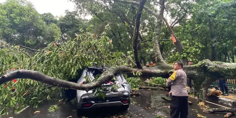 Salah satu mobil yang ringsek karena tertimpa pohon (foto/ist)