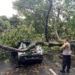 Salah satu mobil yang ringsek karena tertimpa pohon (foto/ist)