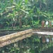 IPAL TPSA Rusak, Warga di Tasikmalaya Terkena Penyakit Kulit dan Kolam Ikan jadi Limbah (foto/ist)