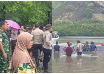 Paus Terdampar di Ngada Berhasil Digiring ke Laut Lepas (foto/ist)