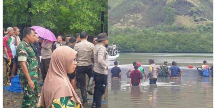 Paus Terdampar di Ngada Berhasil Digiring ke Laut Lepas (foto/ist)