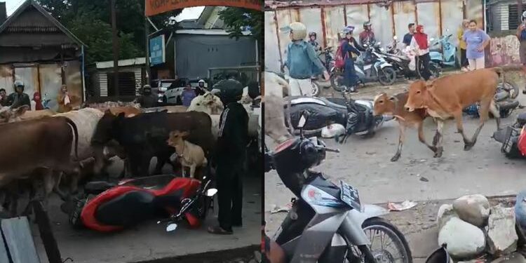 Ratusan Sapi Berlarian di Jalan Raya Makassar, Puluhan Kendaraan Jatuh Kena Serudukan (foto/ist)