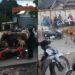 Ratusan Sapi Berlarian di Jalan Raya Makassar, Puluhan Kendaraan Jatuh Kena Serudukan (foto/ist)