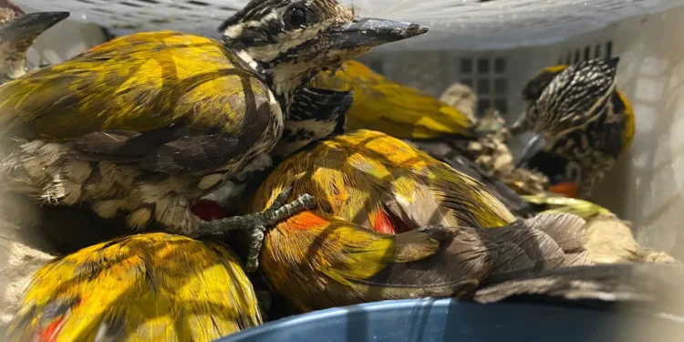 Tim Gabungan Sita 4.354 Burung Ilegal di Tol Bakter Lampung (foto/ist)