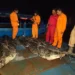 2 ekor buaya dari Pulau Bulan yang ditangkap. (foto/dok)