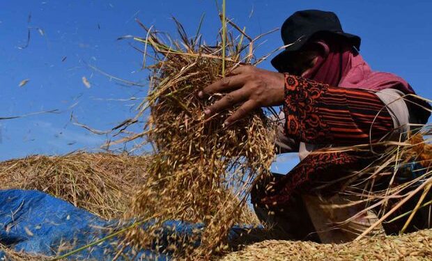 Petani. (foto/dok)