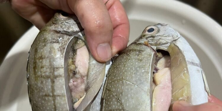 Ikan Dingkis bertelur saat dibelah pedagang. (foto/ist)