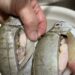 Ikan Dingkis bertelur saat dibelah pedagang. (foto/ist)