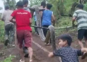 Warga membawa Ular Seukuran 7 Meter yang Hampir Menewaskan Seorang Remaja(foto/ist)