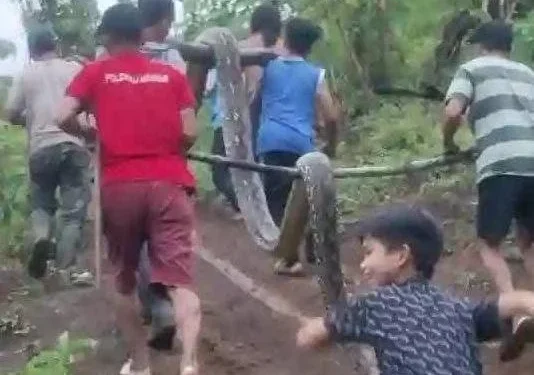 Warga membawa Ular Seukuran 7 Meter yang Hampir Menewaskan Seorang Remaja(foto/ist)