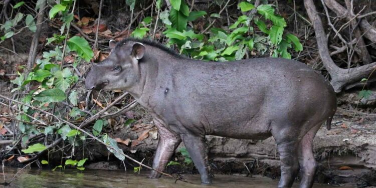 Tapir Amerika Selatan (foto/ist)