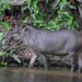 Tapir Amerika Selatan (foto/ist)
