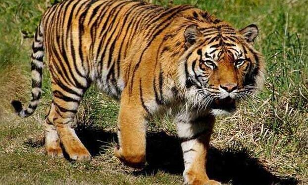 ilustrasi harimau sumatra (foto/net)