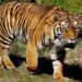 ilustrasi harimau sumatra (foto/net)