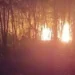 Dua sumur minyak ilegal di kawasan Taman Hutan Rakyat (Tahura) Senami, Jebak, Batanghari, Jambi (foto/ist)